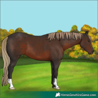 Horse Color:Liver Chestnut 