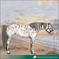 Horse Color:Buckskin Roan Appaloosa