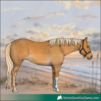 Horse Color:Palomino 