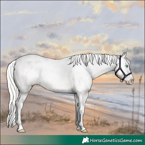 Horse Color:White Spotted Cremello Appaloosa 