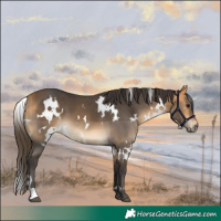 Horse Color:White Spotted Buckskin 