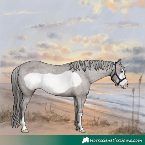 Horse Color:Liver Chestnut Frame Appaloosa