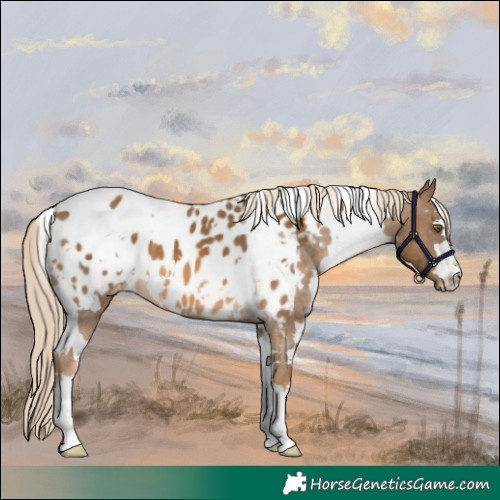 Horse Color:White Spotted Chocolate Palomino Appaloosa 