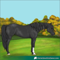 Horse Color:Black 