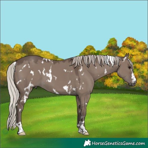 Horse Color:White Spotted Silver Grullo 