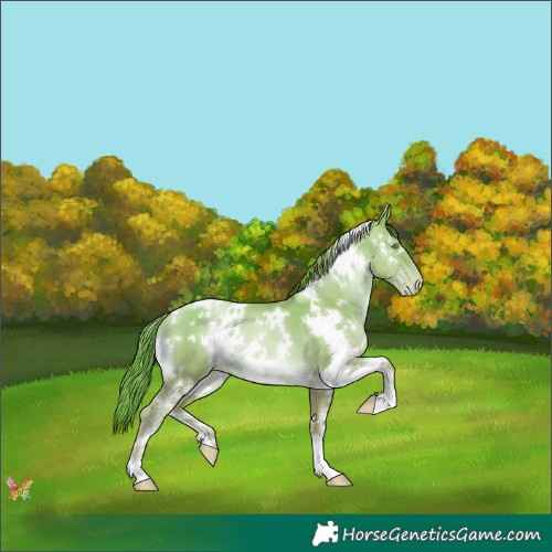 Horse Color:White Spotted Gold Champagne Pearl 