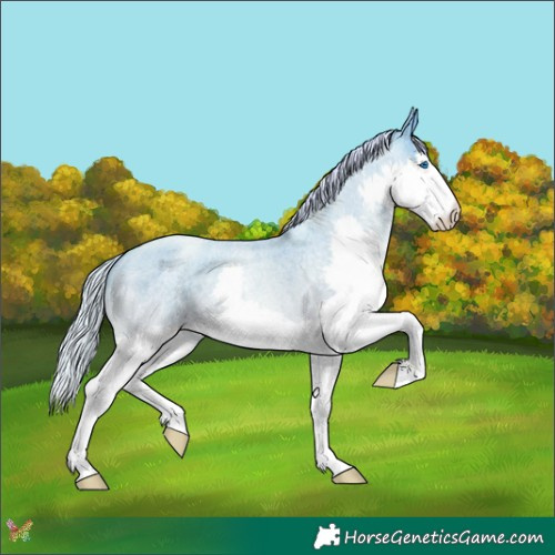 Horse Color:Silver Amber Cream Champagne Roan Pearl Splash 