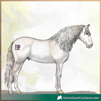 Horse Color:Gray Gold Champagne Onyx Appaloosa