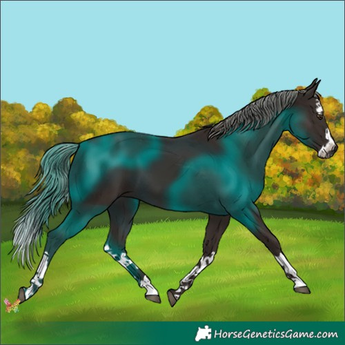 Horse Color:Liver Chestnut Splash 
