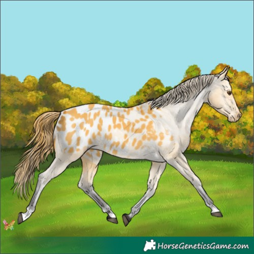 Horse Color:Buckskin Dun Appaloosa 