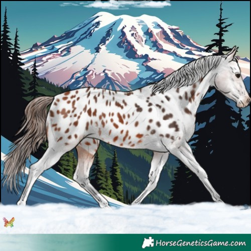 Horse Color:Bay Appaloosa Rabicano 