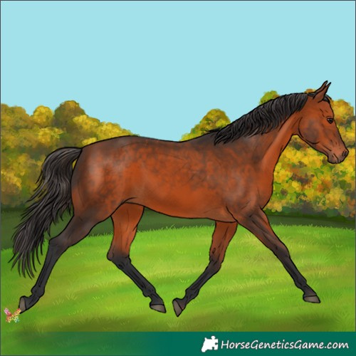 Horse Color:Bay 