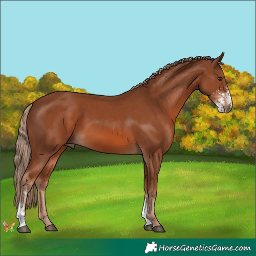 Horse Color:Chestnut Sabino 