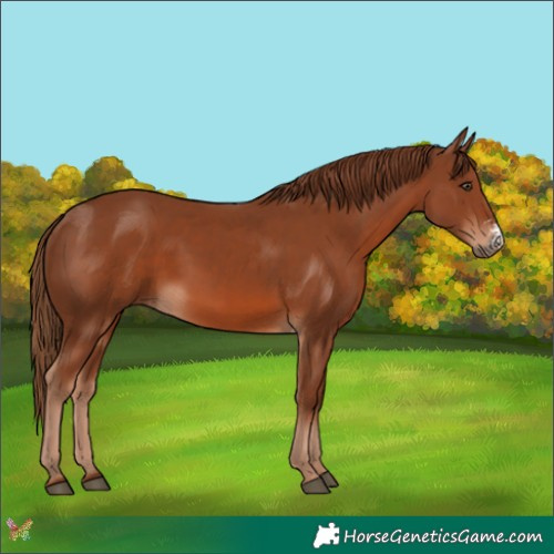 Horse Color:Chestnut Sabino 