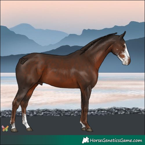 Horse Color:Liver Chestnut Sabino 
