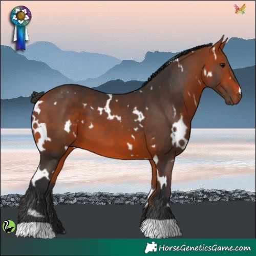 Horse Color:White Spotted Bay 