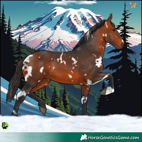 Horse Color:White Spotted Bay 