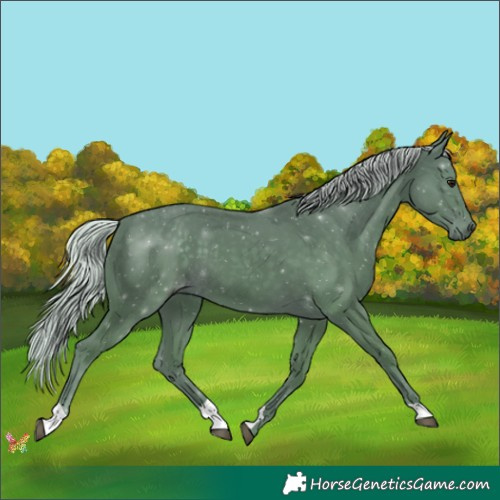 Horse Color:Silver Smoky Black 