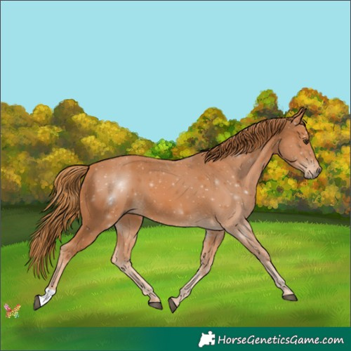 Horse Color:Chestnut 