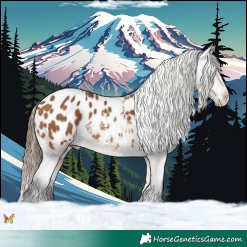 Horse Color:Bay Appaloosa 