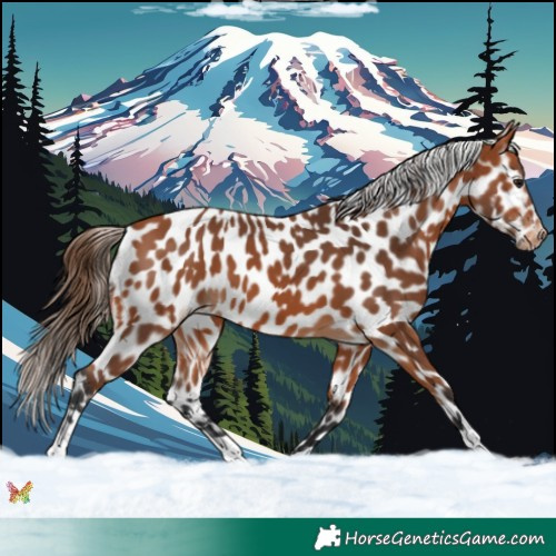Horse Color:Bay Appaloosa 