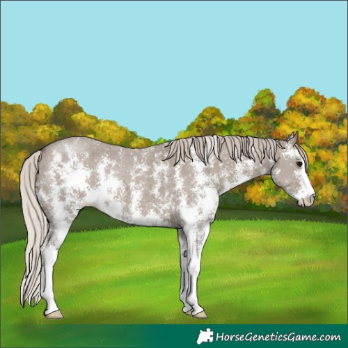 Horse Color:Silver Grullo Sabino 