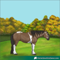Horse Color:Gray Liver Red Dun Tobiano 