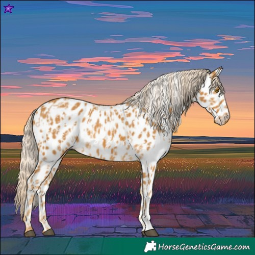 Horse Color:Palomino Appaloosa and Palomino Appaloosa