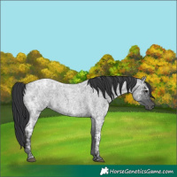 Horse Color:Blue Ice Roan Rabicano 