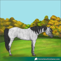 Horse Color:Blue Ice Roan Rabicano 