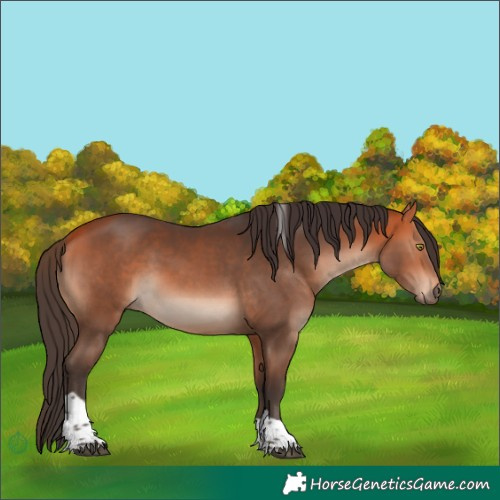 Horse Color:Bay Tobiano