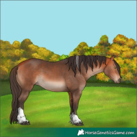 Horse Color:Bay Tobiano