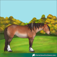 Horse Color:Bay Tobiano 