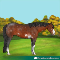 Horse Color:Brown 