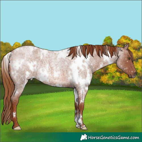 Horse Color:White Spotted Red Roan Rabicano 