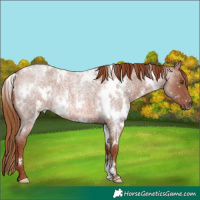 Horse Color:White Spotted Red Roan Rabicano