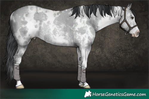 Horse Color:White Spotted Grullo Chinchilla Ice Sabino Rabicano 