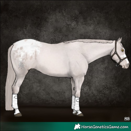 Horse Color:Platinum Chestnut Pearl Appaloosa Rabicano 