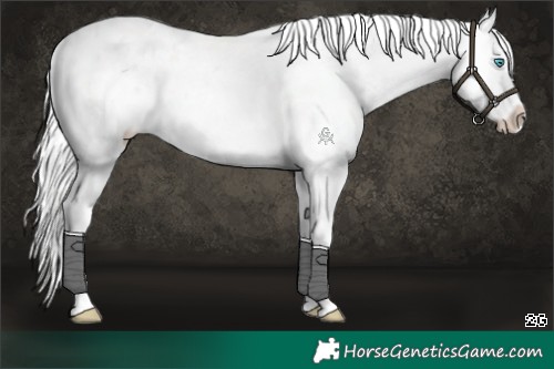 Horse Color:Platinum Cremello Sabino Appaloosa Rabicano 