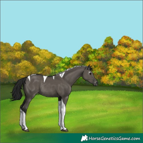 Horse Color:Gray Smoky Grullo Tobiano Appaloosa Rabicano 