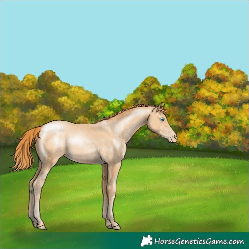 Horse Color:Buckskin Pearl 