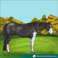 Horse Color:Smoky Black Sabino