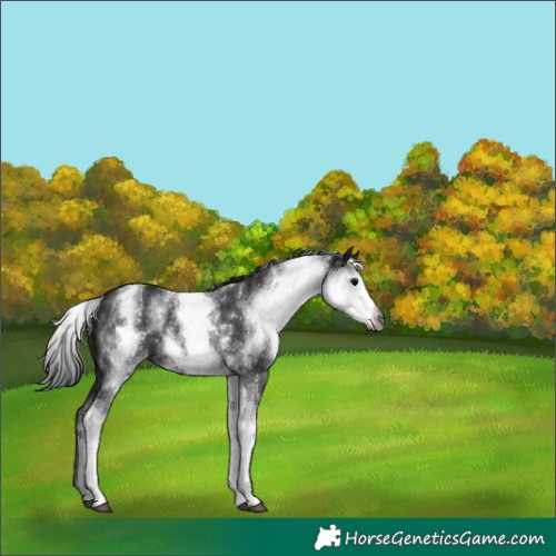 Horse Color:Gray White Spotted Black 