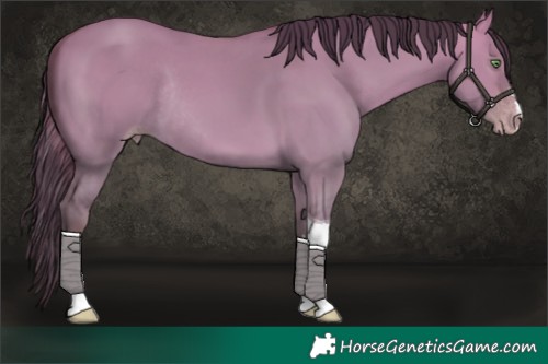 Horse Color:Platinum Sable Champagne Dun Tobiano Rabicano 