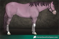 Horse Color:Platinum Sable Champagne Dun Tobiano Rabicano