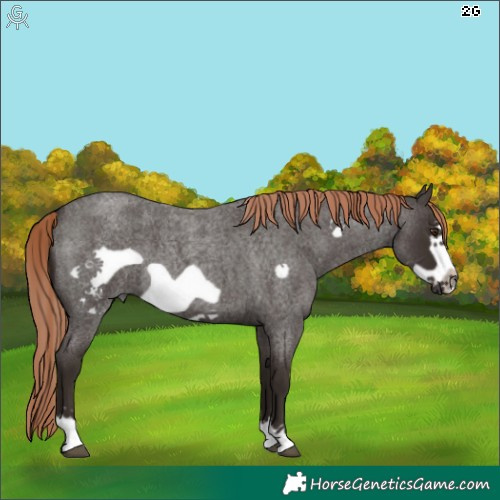 Horse Color:Liver Red Roan Frame 