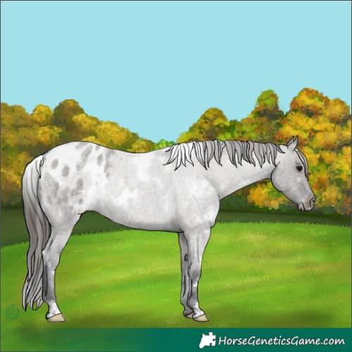 Horse Color:White Spotted Grullo Roan Appaloosa Rabicano 