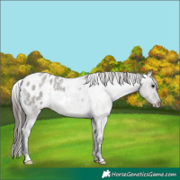 Horse Color:White Spotted Grullo Roan Blanket Rabicano 