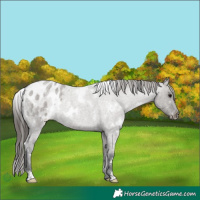Horse Color:White Spotted Grullo Roan Appaloosa Rabicano 