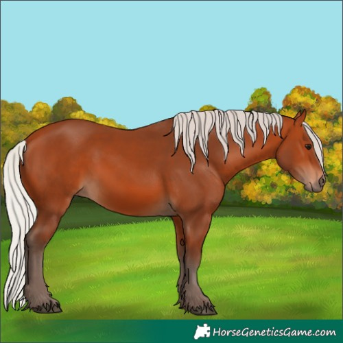 Horse Color:Silver Bay 